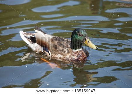 male Mallard ducks (Anas platyrhynchos) floating on the pond