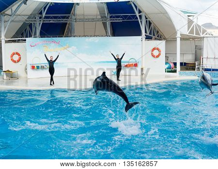 KOKTEBEL, RUSSIA - September 20, 2013 - Dolphin show scene. Playful dolphins performing stunts in the pool