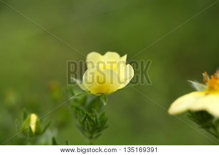 Flower of the sulphur cinquefoil (Potentilla recta)