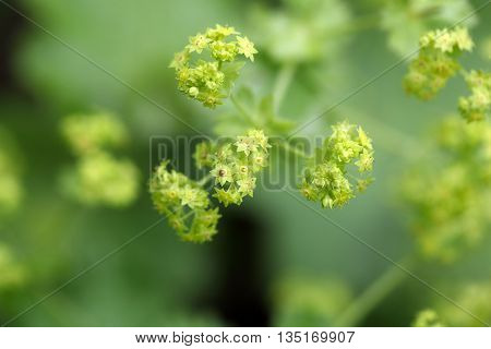Macro photo of garden lady mantle (Alchemilla mollis) flowers.