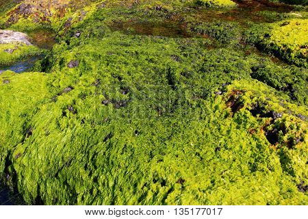 Seaweed from the coastline in the Faroe Islands