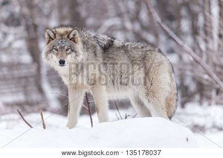 A large male timber wolf in a winter forest