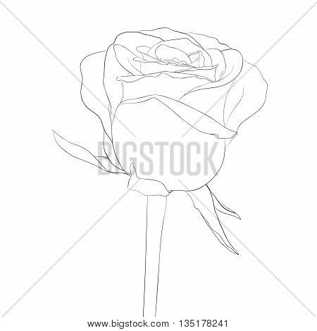 beautiful monochrome black and white rose bud with stem. flower isolated. Hand-drawn contour lines and strokes.