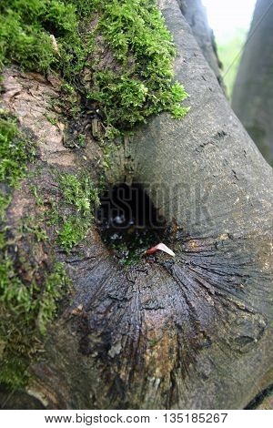 Tree rot hole surrounded by moss. Water present in the rot hole. A rare woodland microhabitat for insect larvae.