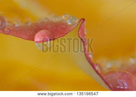 Marco of an orange Rose with a water drop