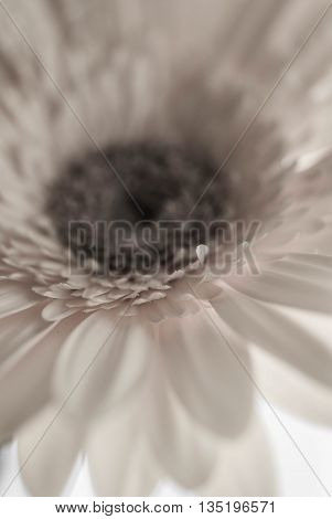 Pink Gerber Daisy up close in macro mode