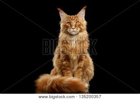 Beautiful Red Maine Coon Cat Sitting with Large Ears and Furry Tail Looking in Camera Isolated on Black Background, Front view