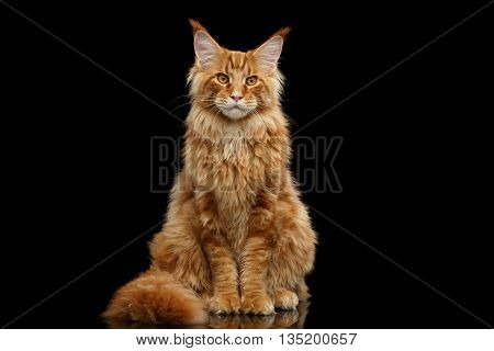 Beautiful Red Maine Coon Cat Sitting with Large Ears and Furry Tail Looking in Camera Isolated on Black Background, Front view