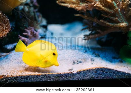 Zebrasoma Yellow Tang Sea Fish In Aquarium.