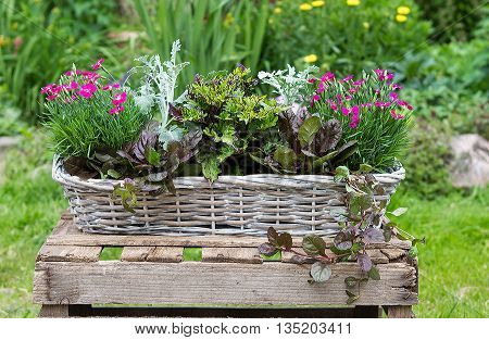 Potted Garden Plants In A Basket.