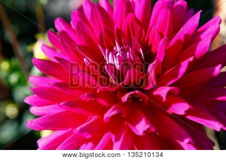 Dahlia Pink Flowers In Point Defiance Park In Tacoma