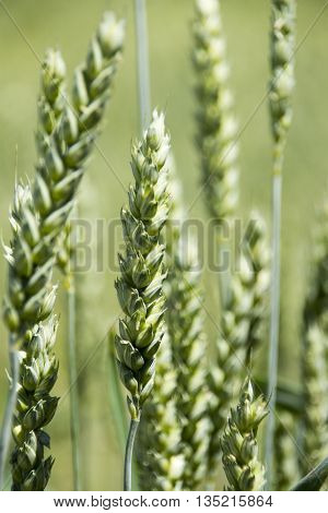 Ear of wheat in green wheat field