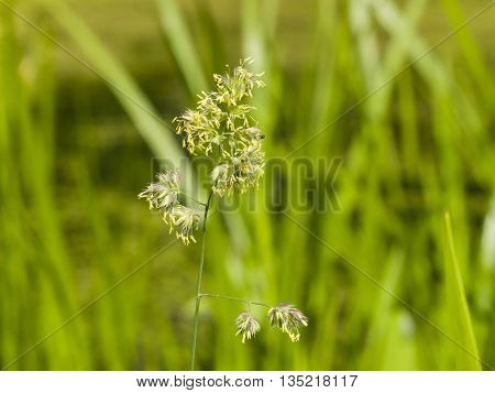 Flowers on Cock's-foot or Cat grass Dactylis glomerata closeup with green bokeh background selective focus shallow DOF
