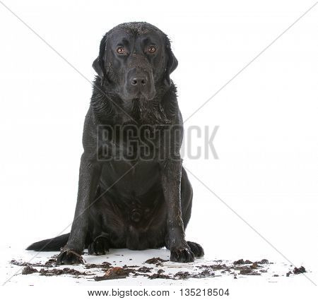 muddy dirty dog sitting on white background