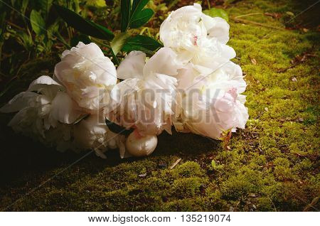 White peony flowers on a moss background