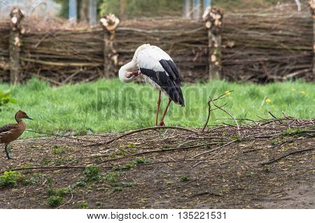 Old Adult stork in its natural habitat