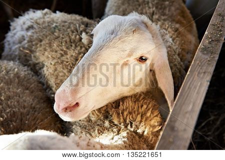 Sheep Eating Hay In Pen On Farm