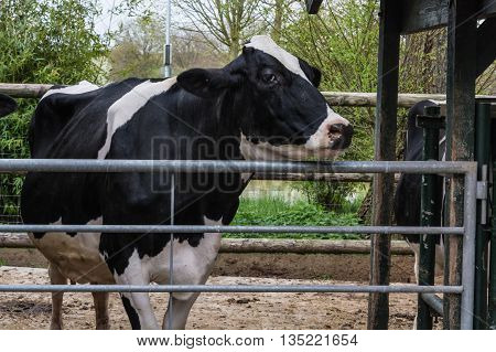 Black and white cow in the cowshed.