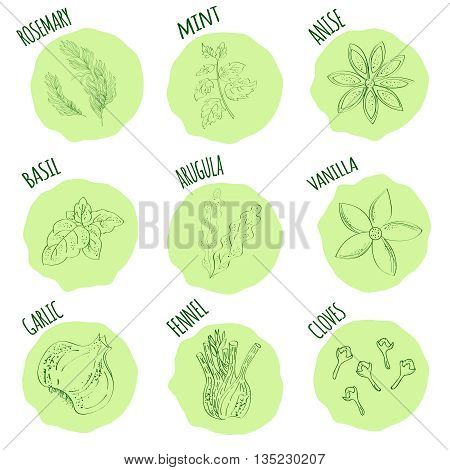 Outline illustration fresh herbs. Fresh herbs and spices icon set handmate style icons in blob. Vector illustration.