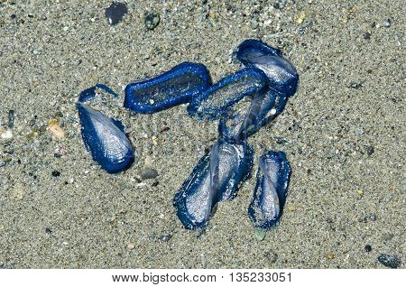 jellyfish Velella beached on the shore in the sand