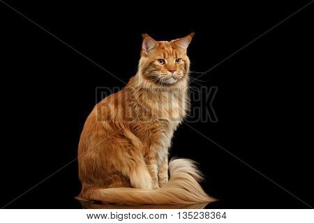 Ginger Maine Coon Cat with Furry Tail Sitting and Curious Looks Isolated on Black Background, Front view