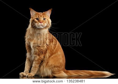 Ginger Maine Coon Cat with Long Tail Sitting and Curious Looking in Camera Isolated on Black Background, Front view