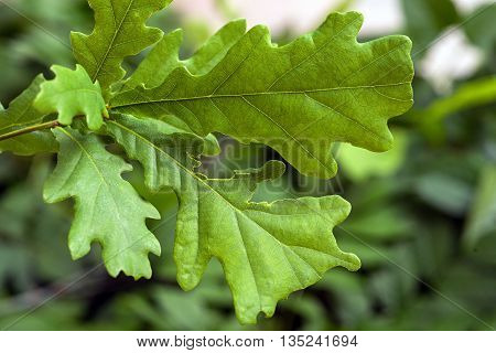 green oak leaves. Beautiful green background with oak leaves