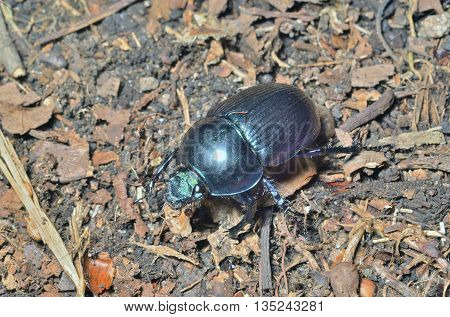 A close up of the dung-beetle. Russian Far-East.