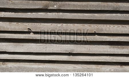 background trees favorite wood texture illuminated by the sun