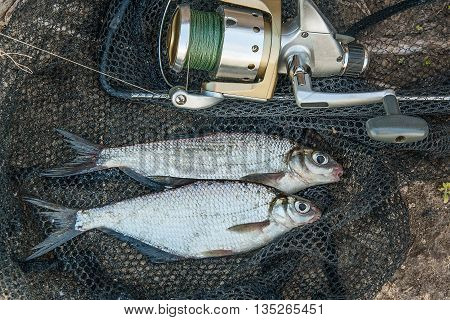 Several Silver Bream Or White Bream Fish On The Fishing Net. Catching Freshwater Fish And Fishing Ro