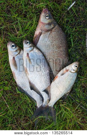 Several Common Bream Fish And Silver Bream Or White Bream Fish On Green Grass. Catching Freshwater F