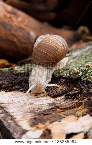 Helix Pomatia, Common Names The Burgundy Snail, Roman Snail, Edible Snail Crawling On The Trunk Tree