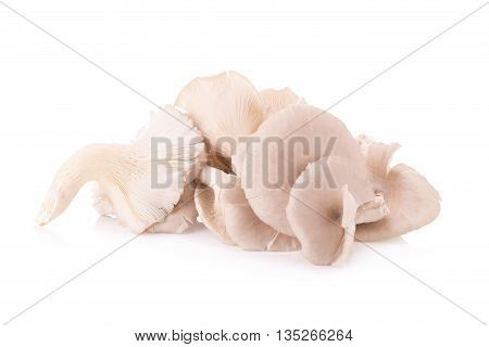 Mushroom hedlom northern thai name (Lentinus polychrous Lev.) on white background.