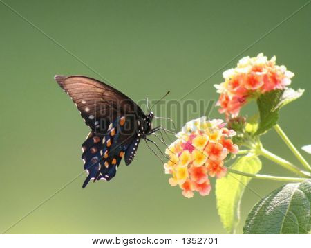 Borboleta