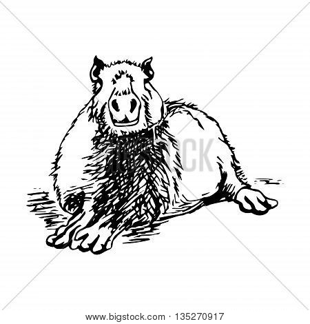 Graphic image large water rodent. The pattern of black lines in the form of capybaras on a white background. Vector illustration