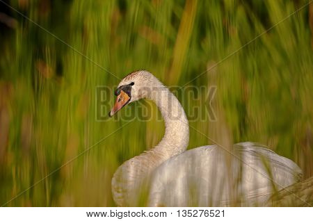 Interesting beautiful delicate image rapprochement mute swan (Cygnus olor) among the reeds on the pond on a sunny summer day. An interesting illustration or cover. Horizontal.