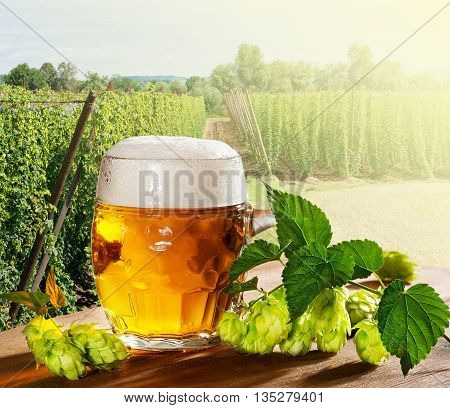 glass of beer with hop cones in the hop field