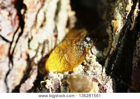 The Yellow Drop Of Resin On A Tree