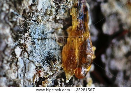 The Yellow Drop Of Resin On A Tree