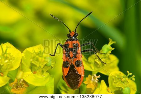 Red and black beetle on the green grass