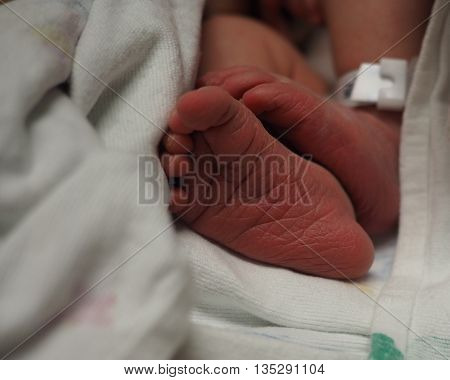 A newborn baby's cute feet and toes which are still red.