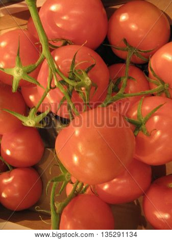 Red tomatoes in branch.  The tomatoes in branch are more tasty and sweet-scented..