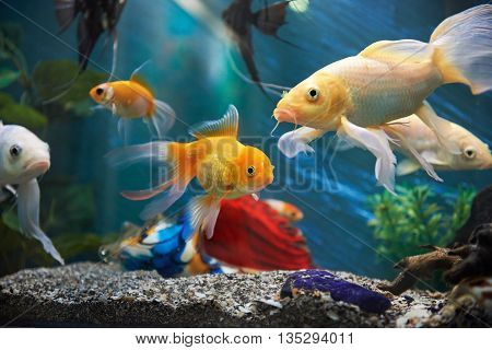 Aquarium Colourfull Fishes