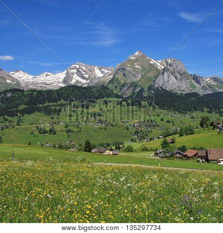 Meadow with wildflowers and Alpstein range Switzerland.