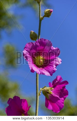 Exotic tropical plants and flowers cactus and palm trees