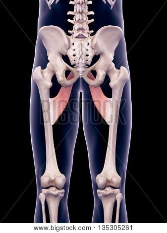 3d rendered, medically accurate illustration of the aducctor brevis