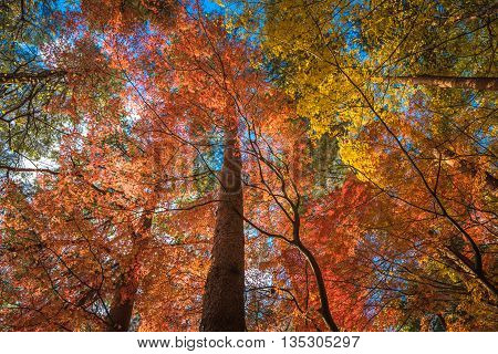 Autunm Trees
