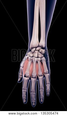 3d rendered, medically accurate illustration of the dorsal interosseous