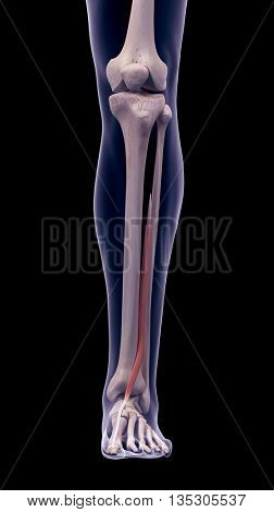 3d rendered, medically accurate illustration of the extensor hallucis longus