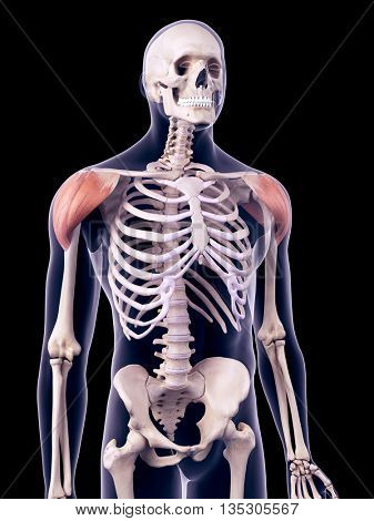3d rendered, medically accurate illustration of the deltoid